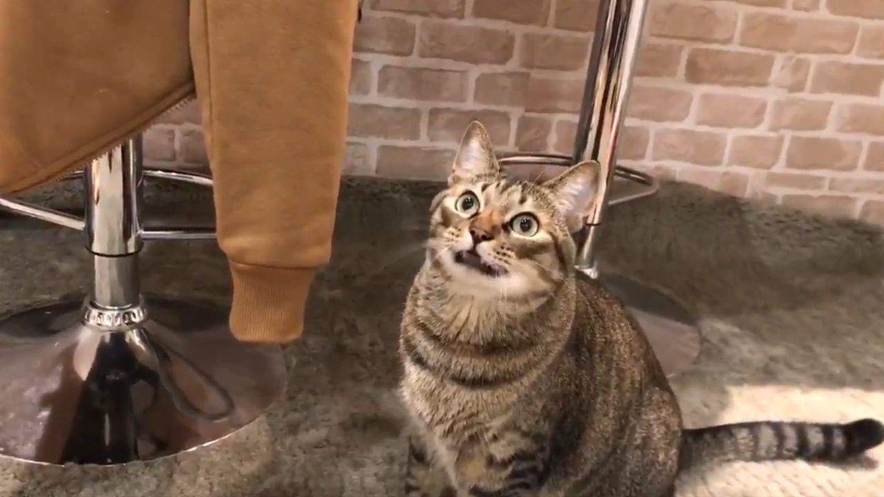 最強のハンター猫が「カメムシ」に敗北！ 愛猫が虫を退治しなくなりました