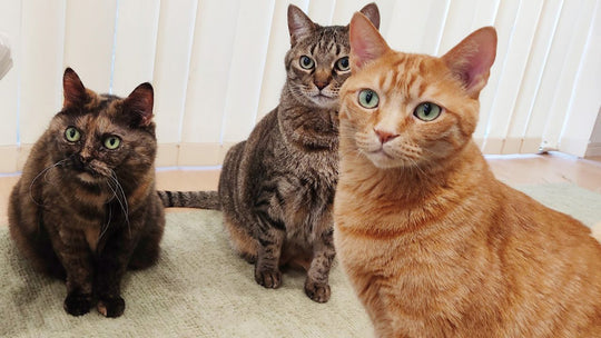 濃密すぎて愛猫もドン引き？猫バカが勧める「猫吸い」以外のスキンシップ法