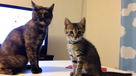 子猫の鳴き声をYouTubeで流したら…愛猫がまさかの攻撃！？ “個性全開”の反応が面白い