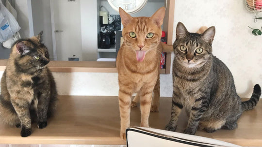 カレーに手を突っ込む強者も… 愛猫３匹が狙う「人間の食べ物」に個性が出すぎてる