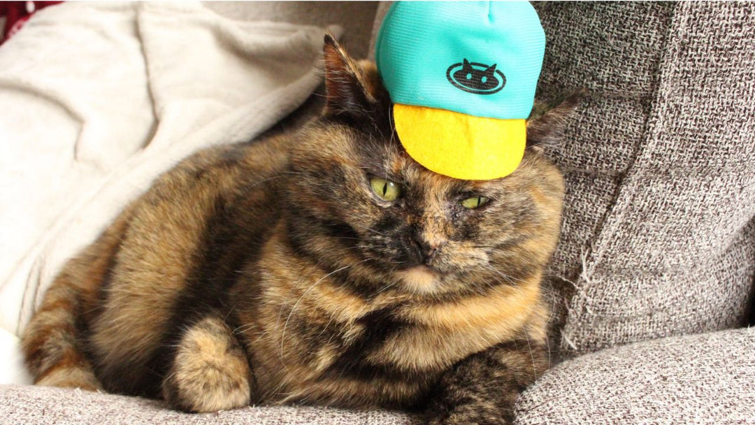 亡くなった愛猫の写真をSNSに投稿し続けるのはダメ？　ペットロスを経験した飼い主が伝えたいこと