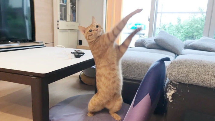 【夏の恒例行事】花火の恐怖を引きずる「引きずりスト」な猫のメンタルケア法を募集してます