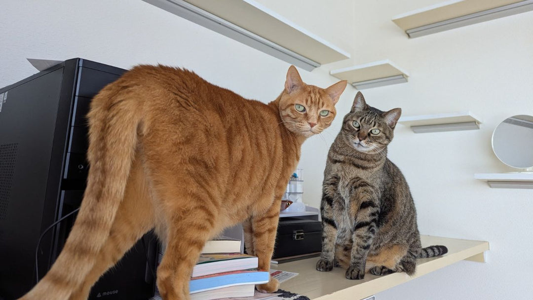 愛猫の全身を嗅いでみた結果…部位ごとに違う“におい”が面白すぎた