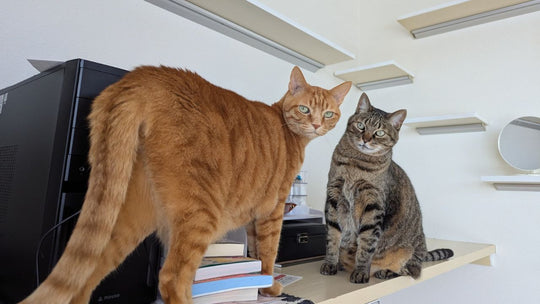 愛猫の全身を嗅いでみた結果…部位ごとに違う“におい”が面白すぎた