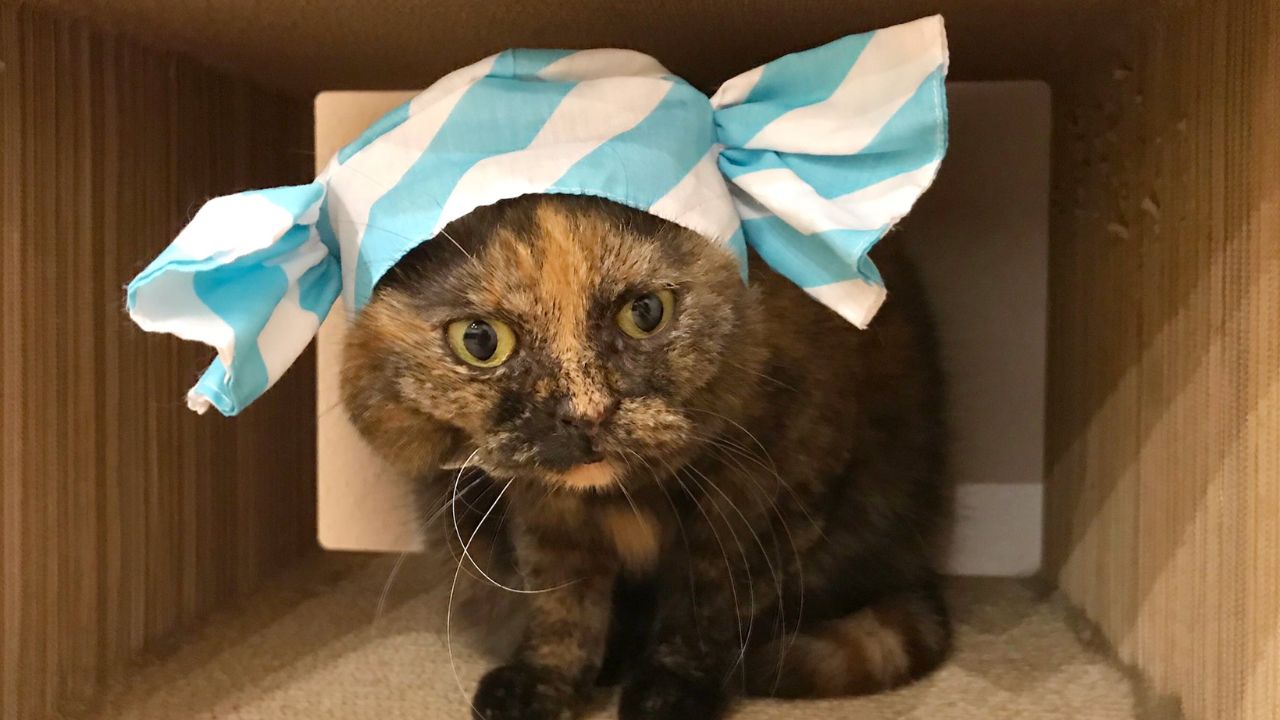 【ペットロス体験記】愛猫を亡くしたあの日から…地獄だった1ヶ月間と変わっていった心のかたち