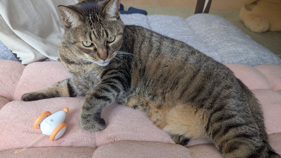 【猫用おもちゃレビュー】自動で動くネズミをプレゼントしたら…愛猫たちの反応は？