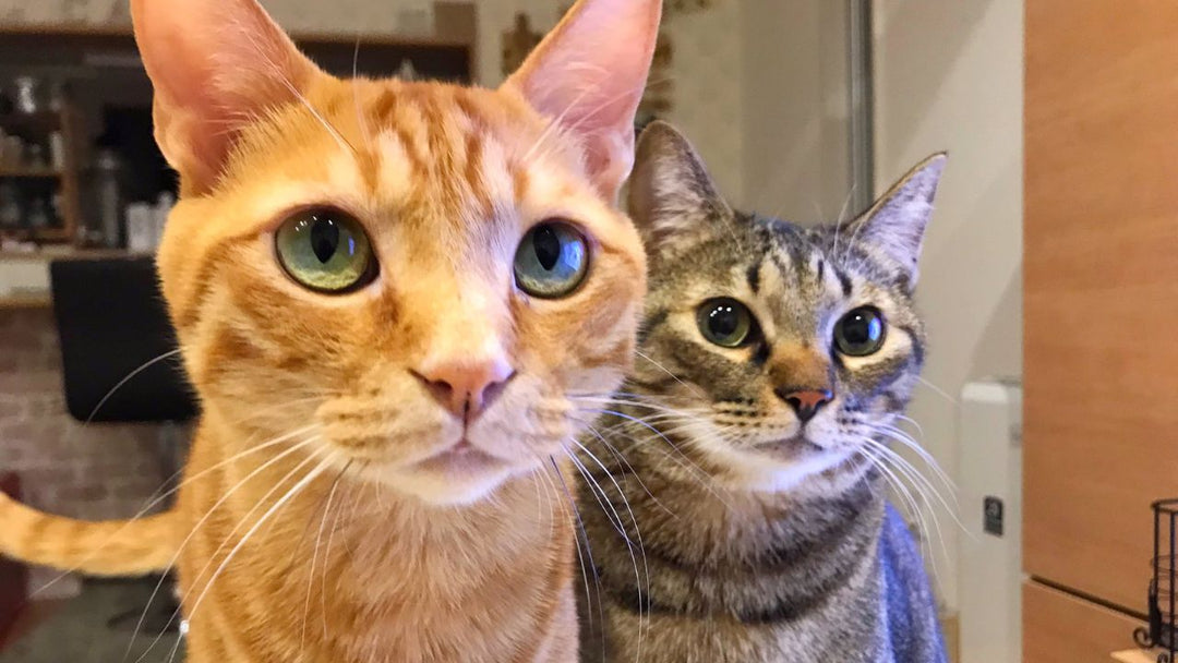 「食いっぱぐれないジャンルだね」の言葉に笑えなかった夜も――猫ライターの私が“それでも”猫を書く理由