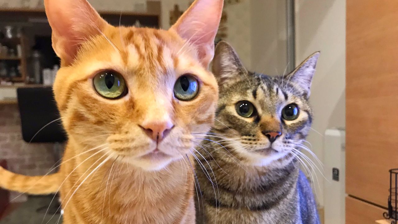 「食いっぱぐれないジャンルだね」の言葉に笑えなかった夜も――猫ライターの私が“それでも”猫を書く理由