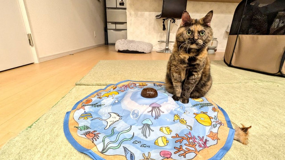 「血管肉腫」に勝ちたい！ 0.1%の奇跡を信じて愛猫にしている健康＆メンタルへのケア5選”