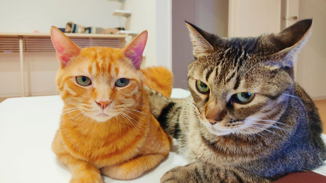「もうアイツがいないのか…」愛猫を亡くした後、遺された2匹の関係性に起きた変化