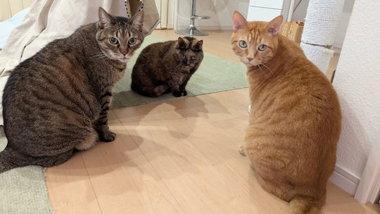 狩猟本能はどこへ…？「虫」を見つけた時の愛猫たちの反応と飼い主の絶望