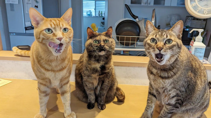 「猫って意外とニャーって鳴かんな」 多頭飼いが語る“理想”とは違った猫飼いのリアル”