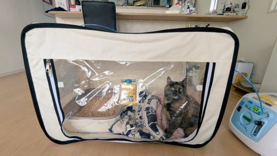 【猫の反応は？】愛猫の闘病でペット用の酸素室をレンタル！使用感や金額をリアルに公開