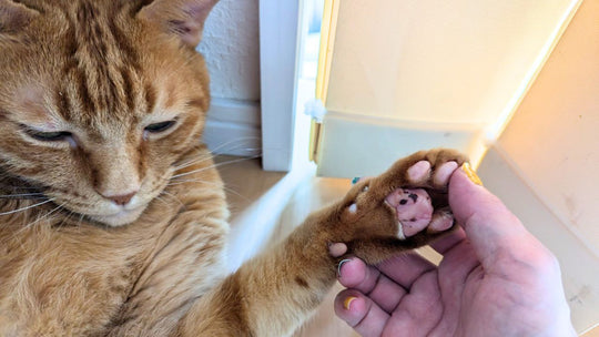 部屋中に血で描いた「肉球の跡」が…「形質細胞性足底炎」になった愛猫の闘病記録