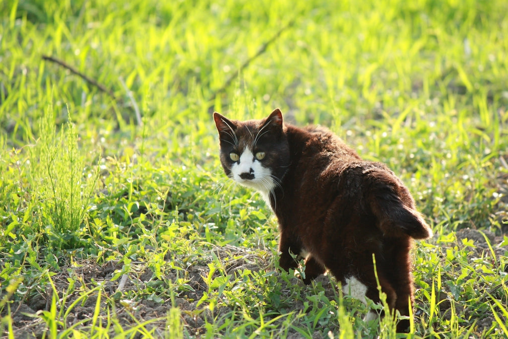 猫の肛門腺のお手入れ、絞り方とは