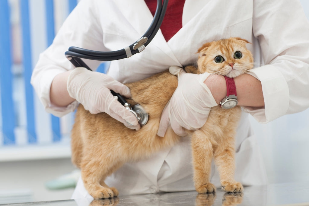 猫の便秘の原因と予防法を獣医師がわかりやすく解説