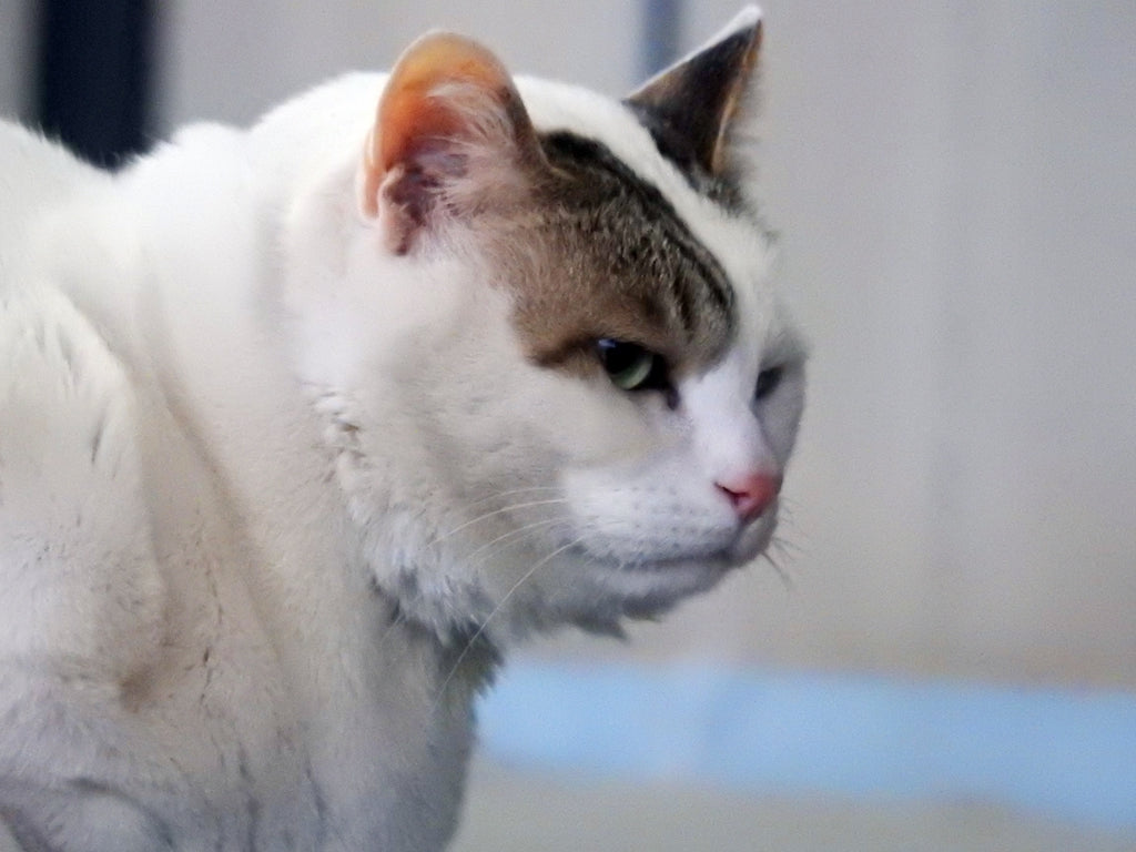 猫のダイエット方法！肥満度チェックと痩せる食事管理とは