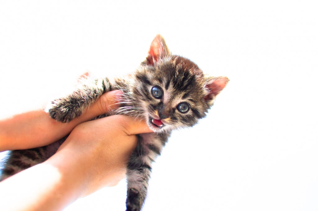 子猫を飼ったら猫首輪と迷子札を付けよう【飼い猫である「しるし」】