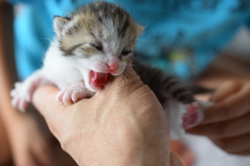 子猫の爪切り方法を解説！注意点と嫌がられないコツも紹介