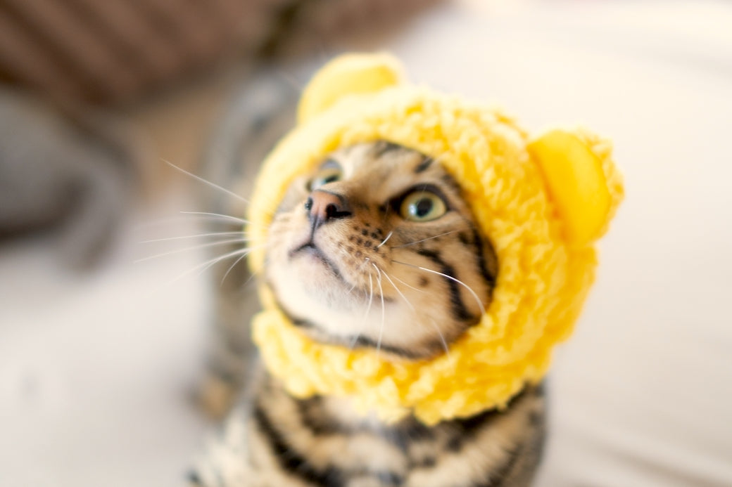 猫に服は必要なのか？着せる目的と注意点とは