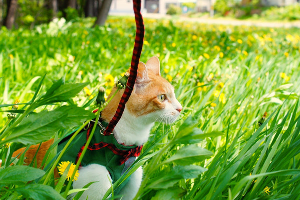 猫と散歩に行く！猫用ハーネスの使い方と注意点
