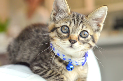 猫首輪はいつから着ける？子猫の猫首輪の選び方、慣らし方