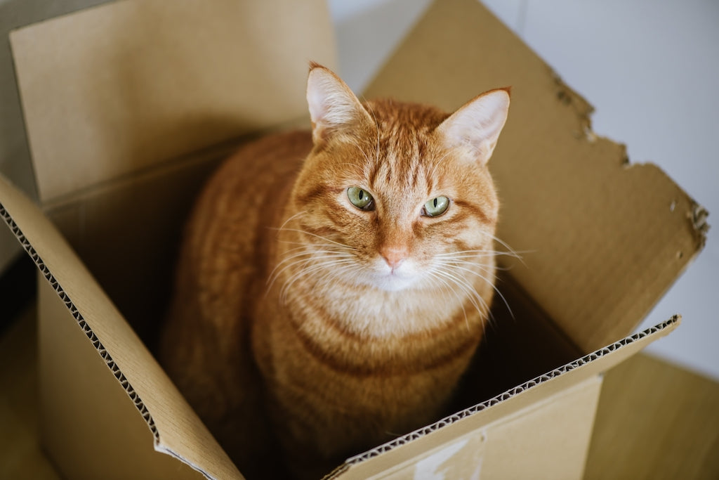 猫にとって引っ越しはストレスなのか？移動方法や新しい環境の慣れさせ方を解説
