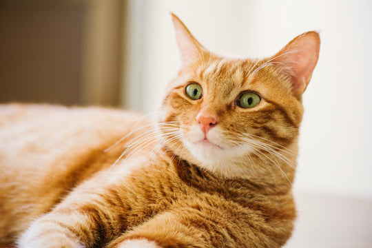知っておきたい愛猫が脱走する理由と改善策を詳しく解説