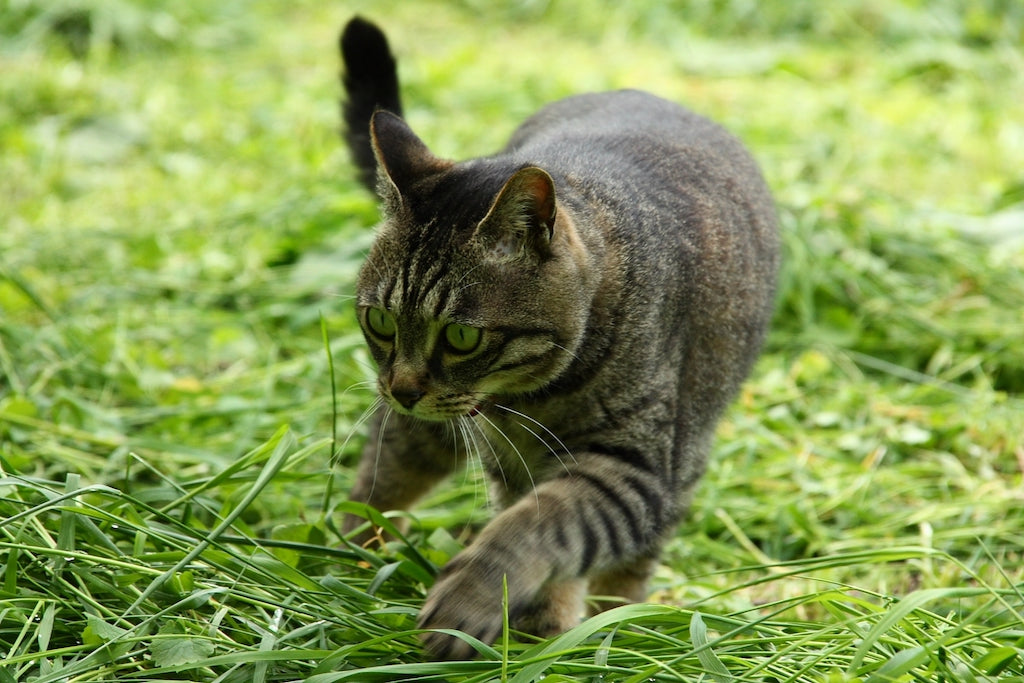 飼い猫に散歩は必要なの？リスクやデメリットが多い理由を詳しく解説