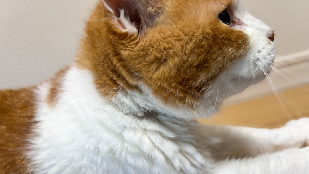 猫が首輪ハゲになった！原因と対処法と予防方法を獣医師が解説