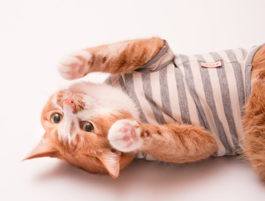 猫が服を嫌がる！猫に猫服を慣れてもらう方法とは