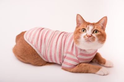 やわらかくってストレスフリー。オーガニックコットン100％の猫服が優しい理由