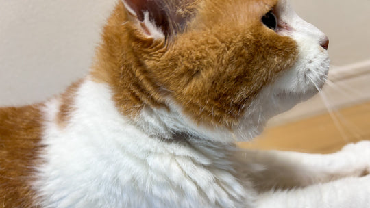 猫の首輪装着に伴う局所性脱毛（首輪ハゲ）の要因と予防策