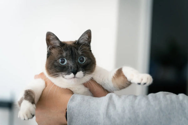 【保存版】保護猫のトライアルで失敗しない！準備と慣れてもらう過ごし方を解説