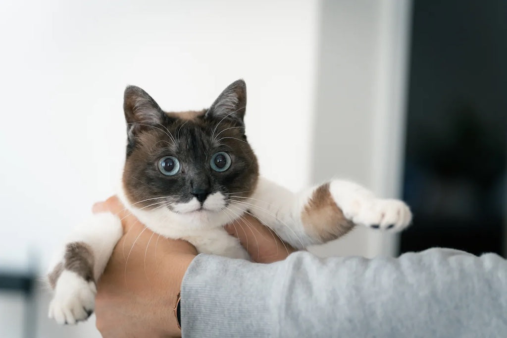 【保存版】保護猫のトライアルで失敗しない！準備と慣れてもらう過ごし方を解説