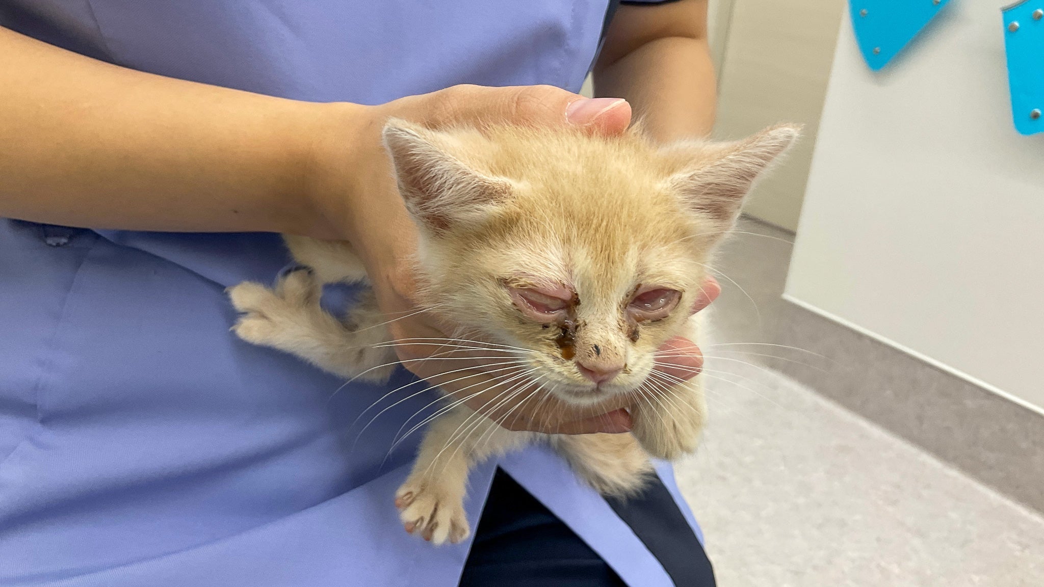 猫の風邪の原因と症状を獣医師が詳しく解説