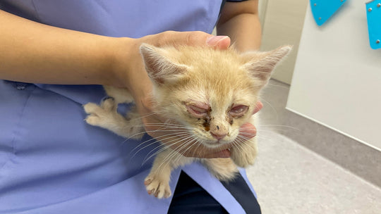 猫の風邪の原因と症状を獣医師が詳しく解説