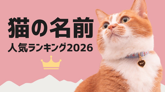 2026 貓咪名字排行榜｜人氣第一名是誰？食物系、漢字名字與年度取名趨勢