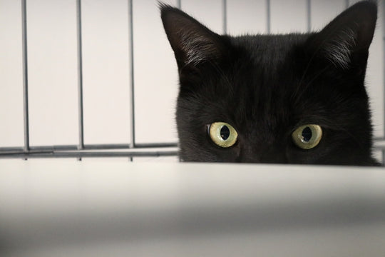 愛猫が脱走！猫の捕獲器の使い方を詳しく解説