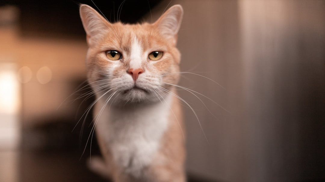 猫が首輪ハゲになった！原因と対処法と予防方法を獣医師が解説