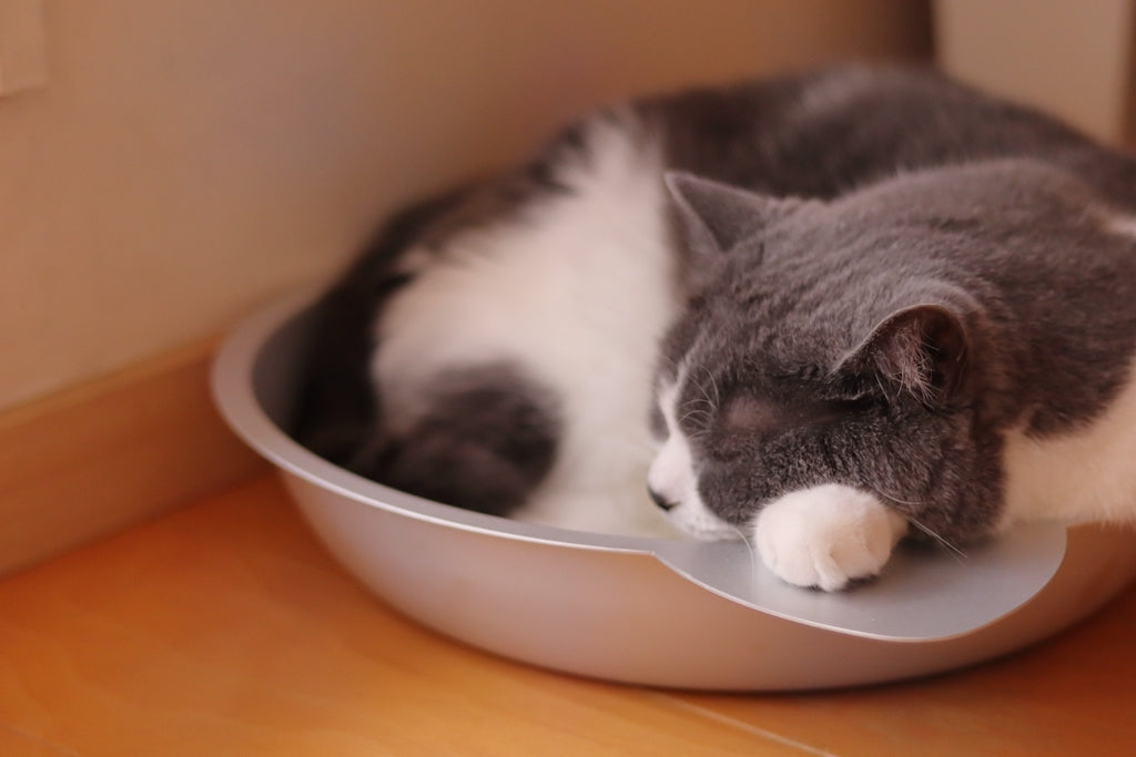 猫がトイレで寝る理由とは？やめさせ方と予防法