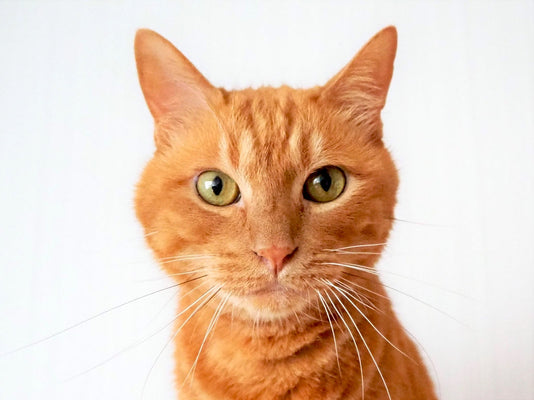 猫の殺処分の現状と課題とは