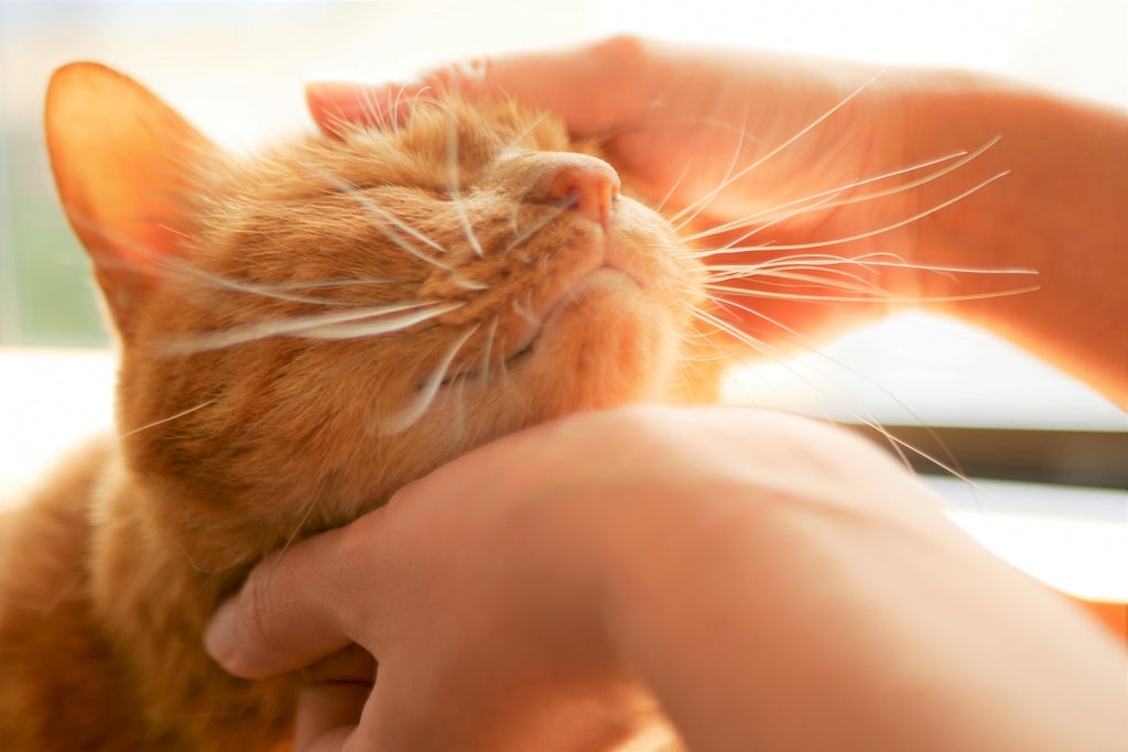 愛猫が嬉しい気持ちになる撫で方とは?撫でられると嬉しい場所を理解する|ぽぽねこの読みもの – ぽぽねこ公式オンラインショップ