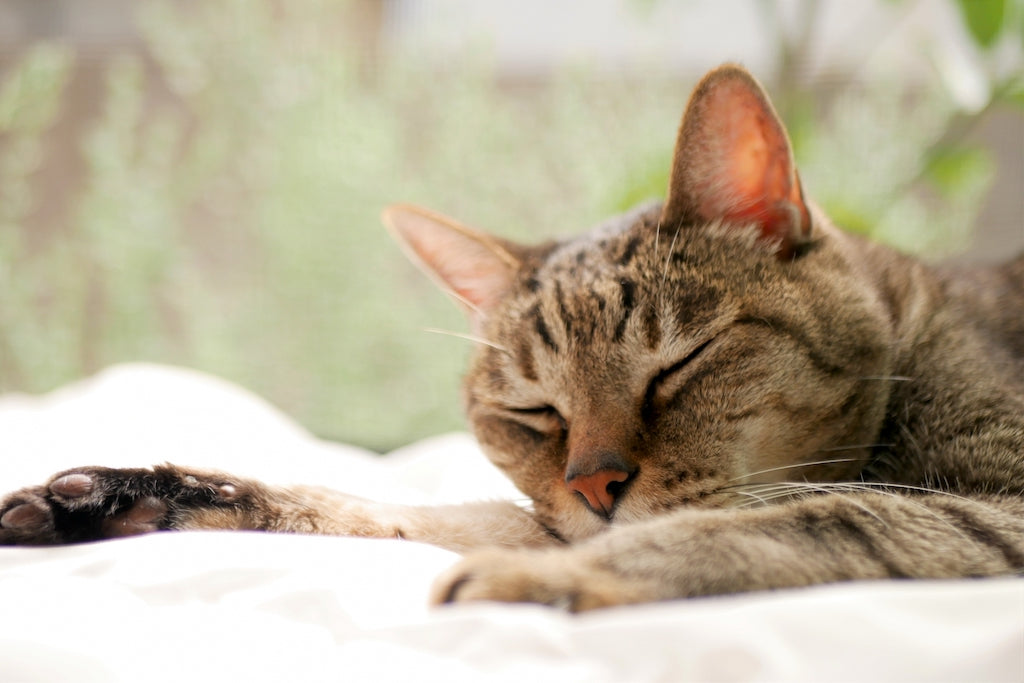 フィラリアにかかった猫はどうなるのか？原因や症状、治療法も解説