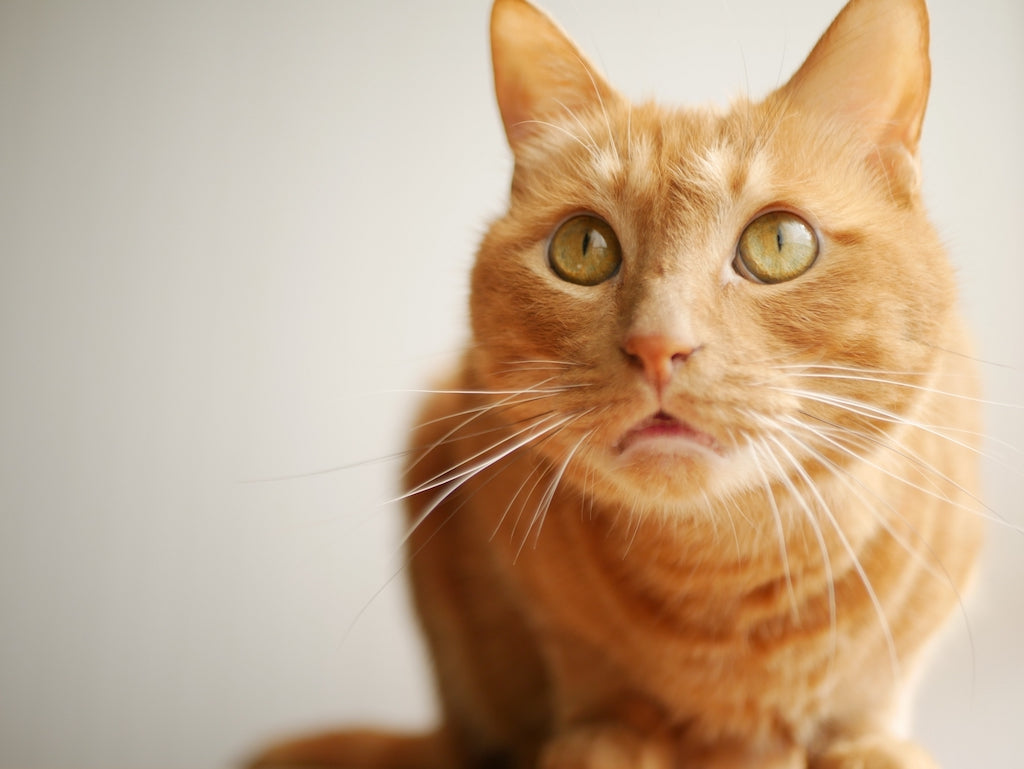 猫の腎臓病とは？原因や治療法、予防法まで解説