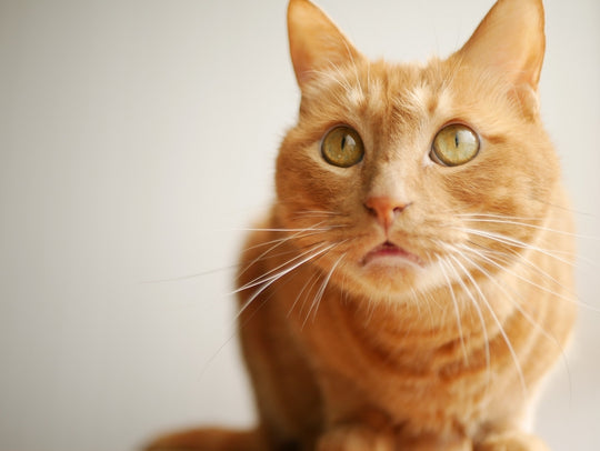 猫の腎臓病とは？原因や治療法、予防法まで解説