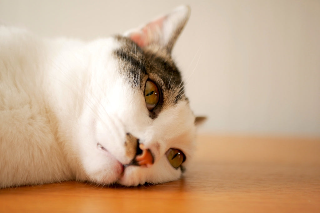猫のおしっこの回数や量が多いときは、頻尿や病気が原因かも
