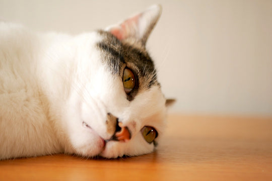 猫のおしっこの回数や量が多いときは、頻尿や病気が原因かも
