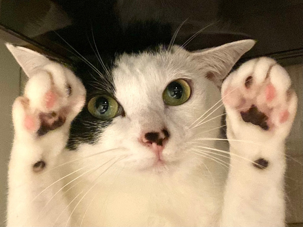 猫の肉球の重要な役割と病気やケガ、ケア方法を解説