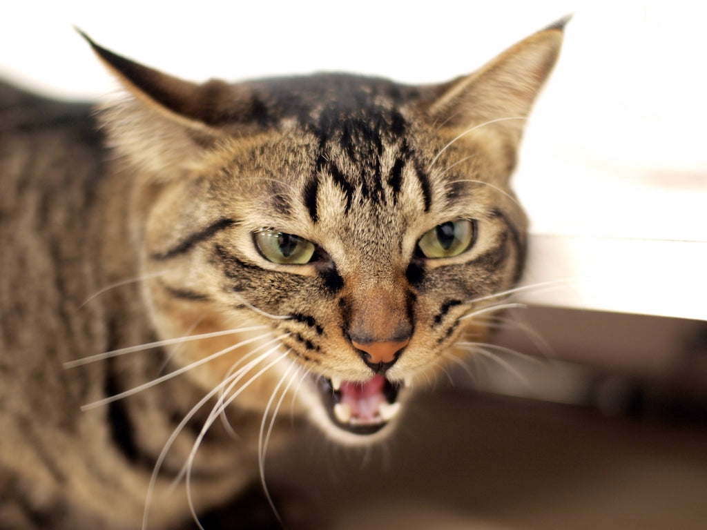 猫が痒がるときの応急処置を知る